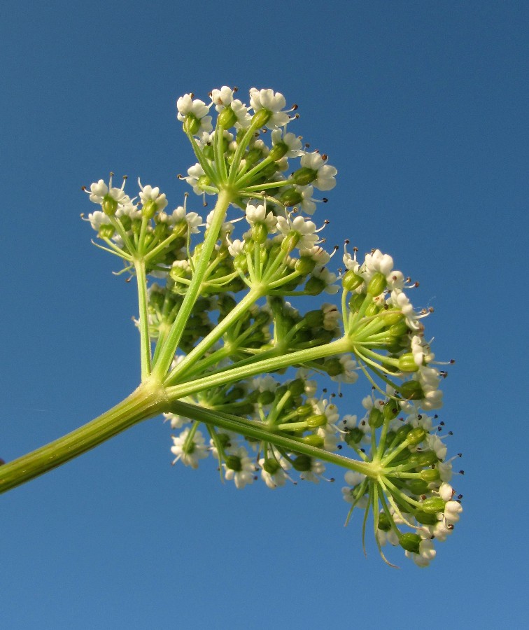 Image of Conioselinum tataricum specimen.