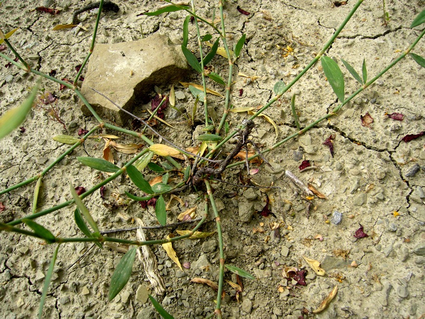 Image of Polygonum hyrcanicum specimen.