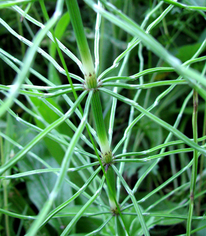 Изображение особи Equisetum pratense.