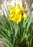 Narcissus pseudonarcissus. Цветок с сидящей мухой. Черноморское побережье Кавказа, г. Новороссийск, в культуре. 28 февраля 2010 г.