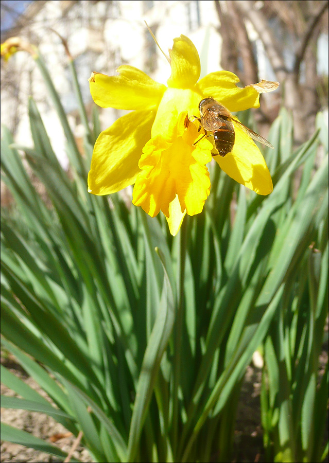 Изображение особи Narcissus pseudonarcissus.