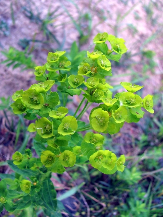 Image of Euphorbia borodinii specimen.