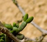 Tetraena dumosa