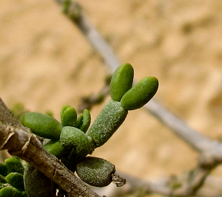 Image of Tetraena dumosa specimen.