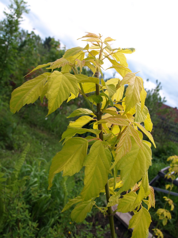 Image of Acer negundo specimen.