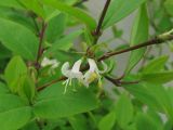 Lonicera fragrantissima. Часть побега с цветками. Крым, Ялта, обочина дороги. 21 апреля 2012 г.