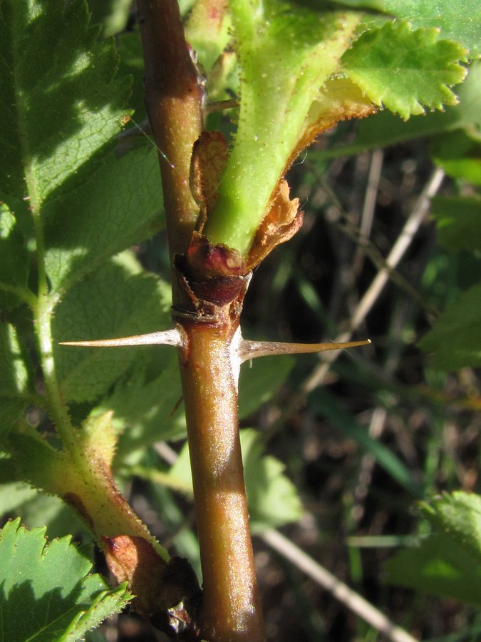 Image of Rosa spinosissima specimen.