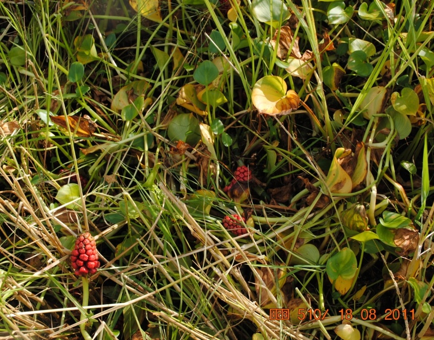 Image of Calla palustris specimen.