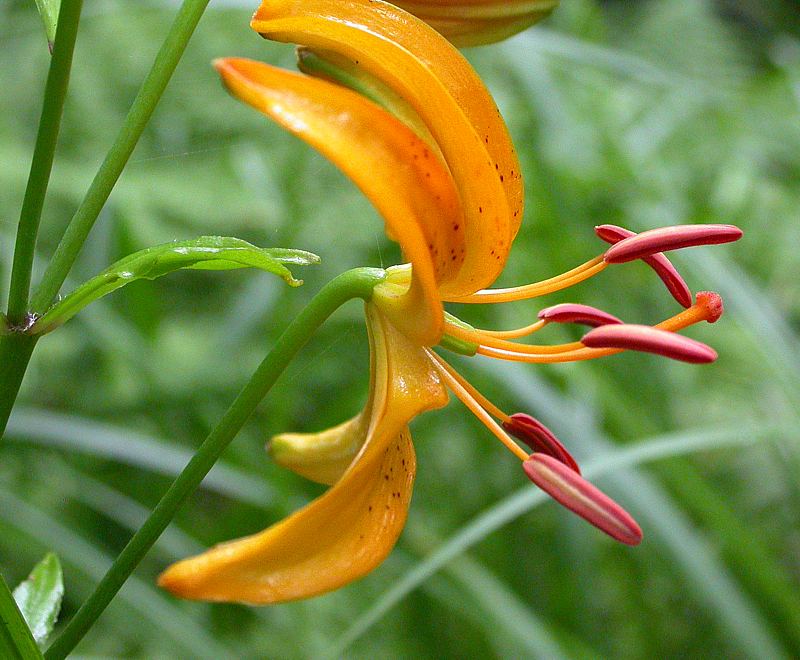 Изображение особи Lilium distichum.