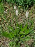 Plantago urvillei