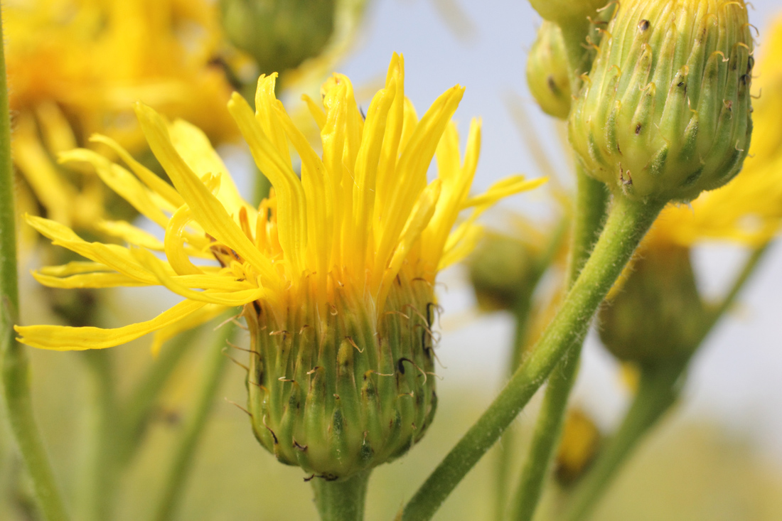 Изображение особи Inula macrophylla.