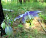 Aquilegia parviflora