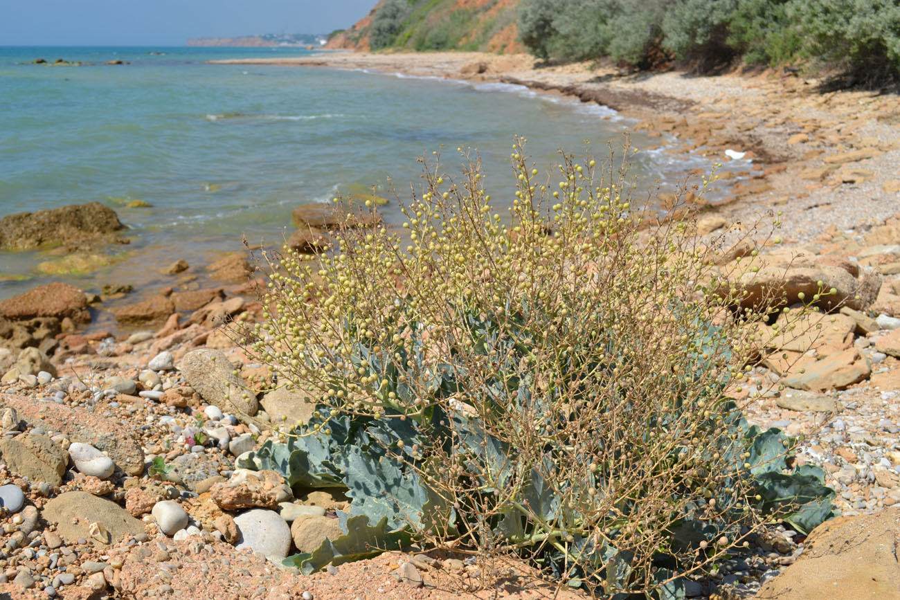 Изображение особи Crambe maritima.