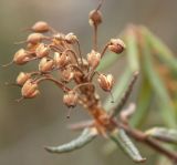 Ledum palustre. Верхушка побега со вскрывшимися прошлогодними коробочками. Окр. Мурманска, начало июня.