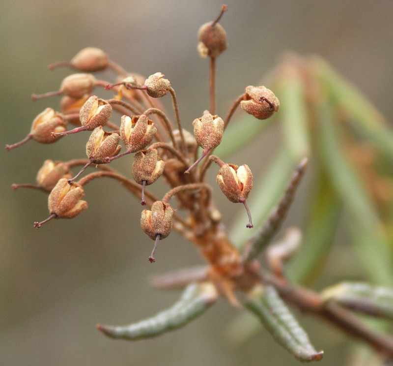 Image of Ledum palustre specimen.