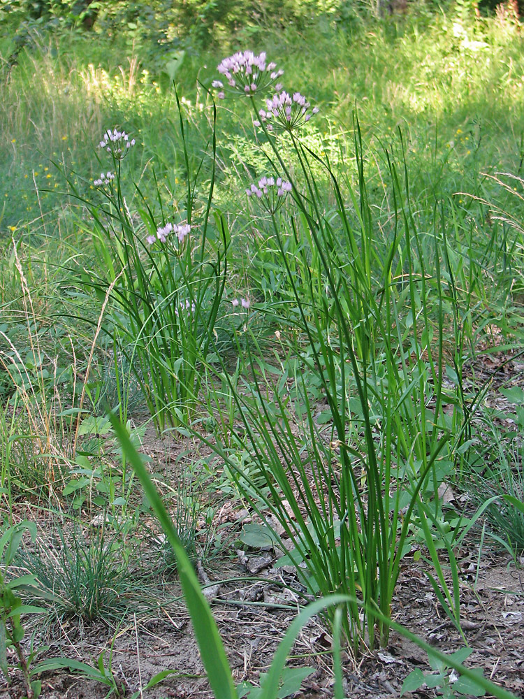 Изображение особи Allium angulosum.