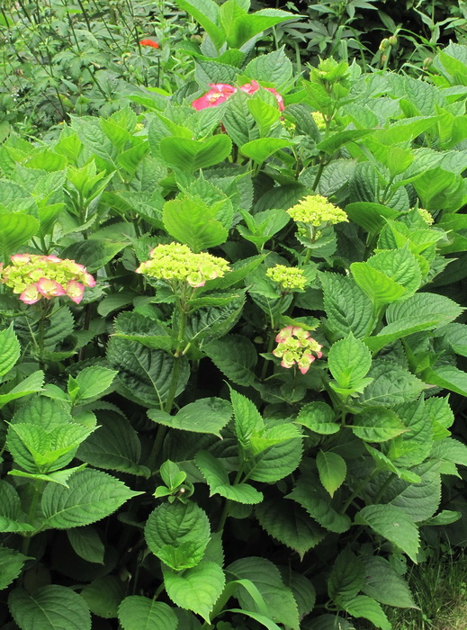 Изображение особи Hydrangea macrophylla.