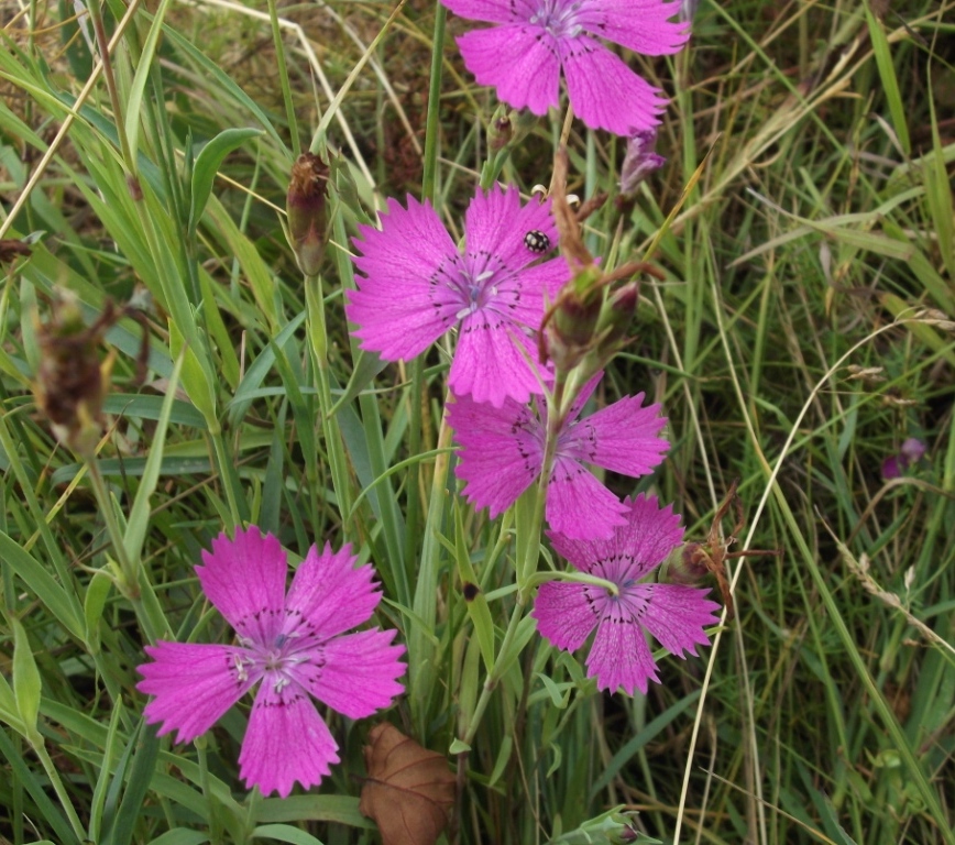 Image of Dianthus fischeri specimen.