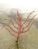 Salicornia perennans