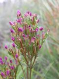 Centaurium erythraea