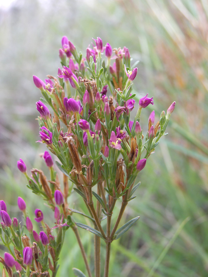 Image of Centaurium erythraea specimen.