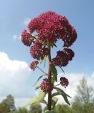 Hylotelephium triphyllum