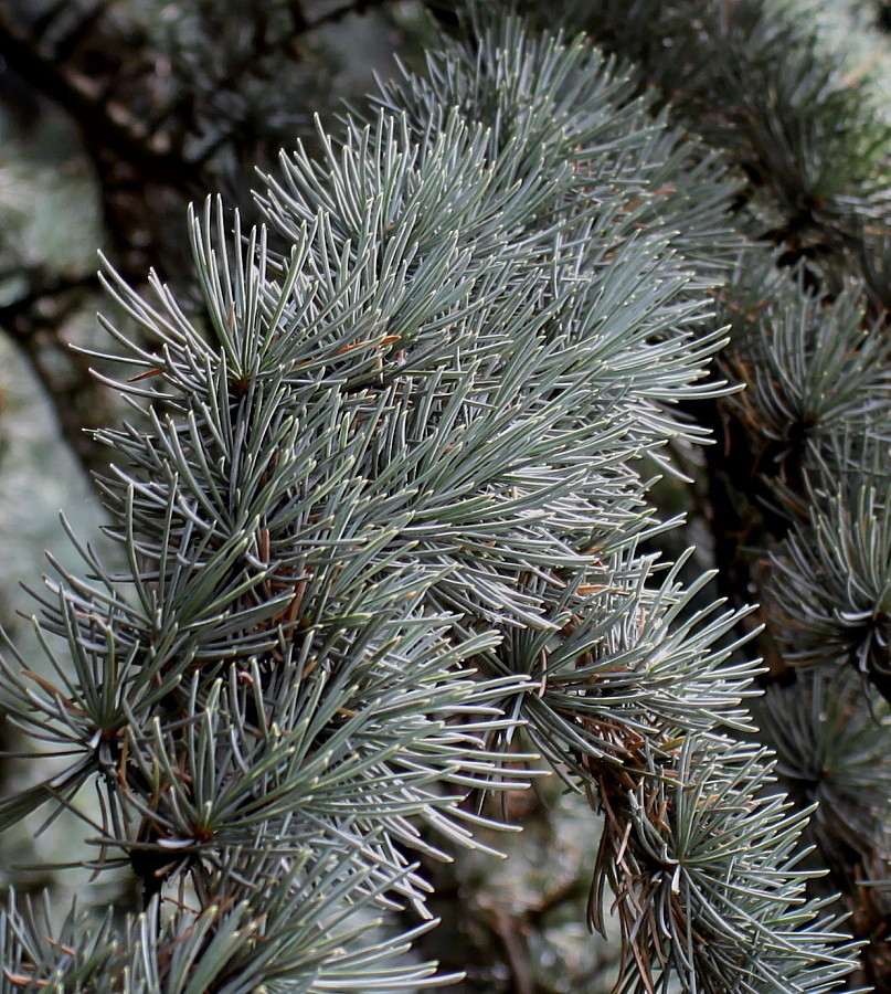 Image of Cedrus atlantica specimen.