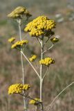 Handelia trichophylla. Верхушка цветущего растения. Южный Казахстан, нижний Боролдай, 2 км выше пос. Коктюбе. 02.06.2012.