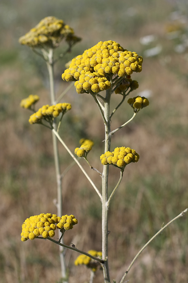 Изображение особи Handelia trichophylla.