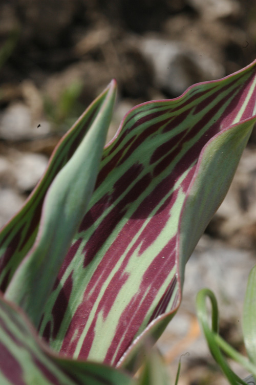 Image of Tulipa greigii specimen.