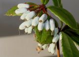 Berberis julianae. Средняя часть ветви с созревающими плодами. Германия, г. Кемпен, в культуре. 07.09.2012.