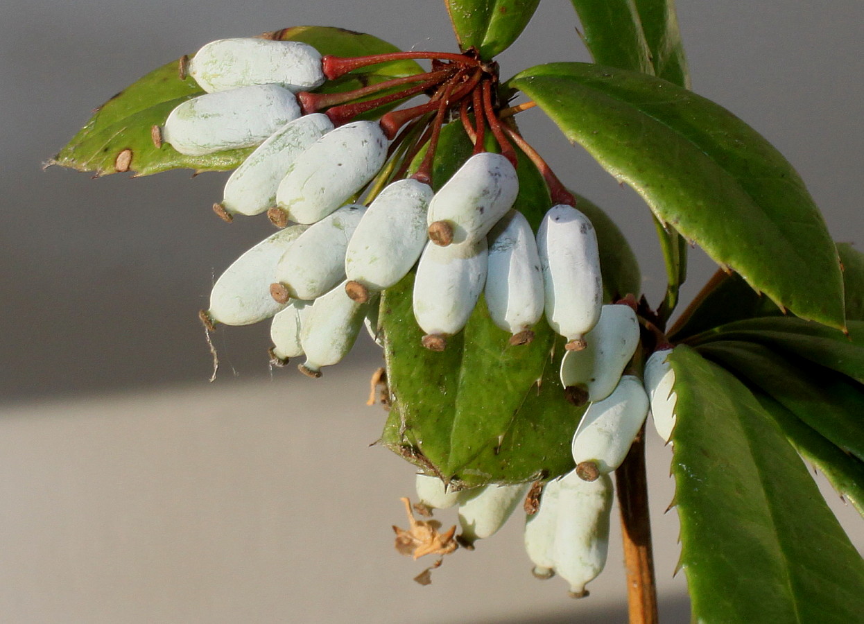 Image of Berberis julianae specimen.