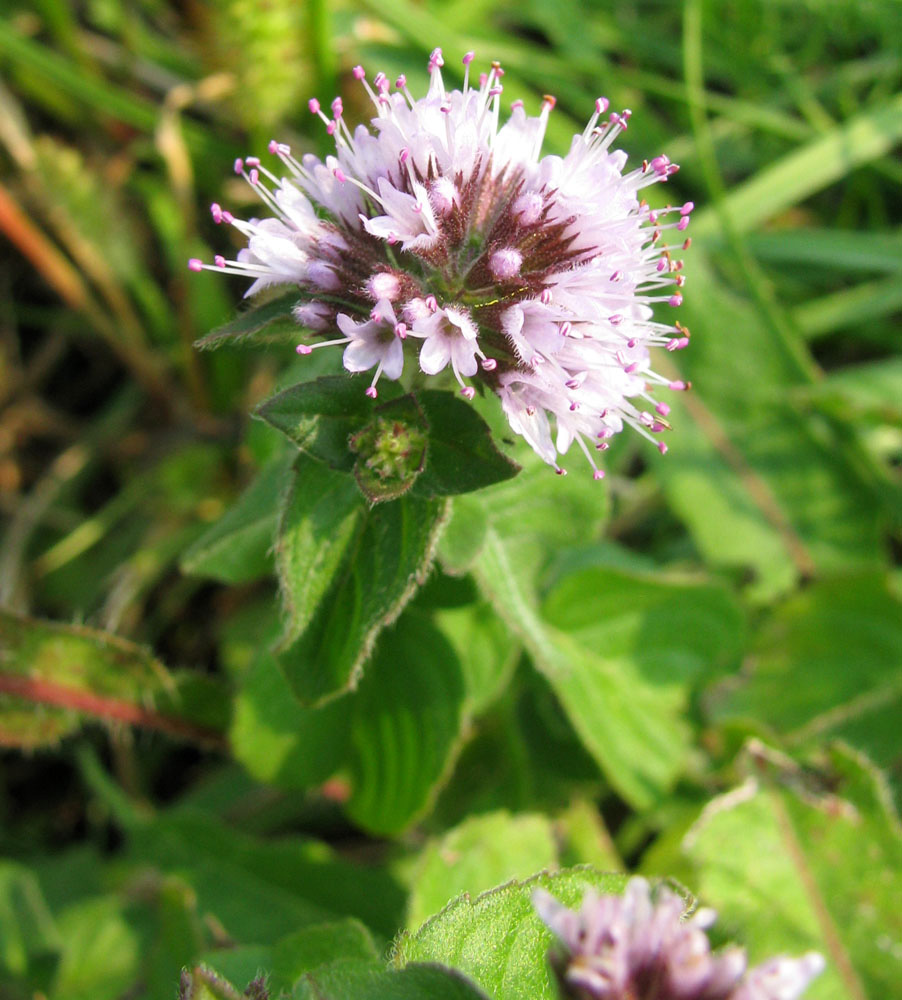 Image of Mentha aquatica specimen.