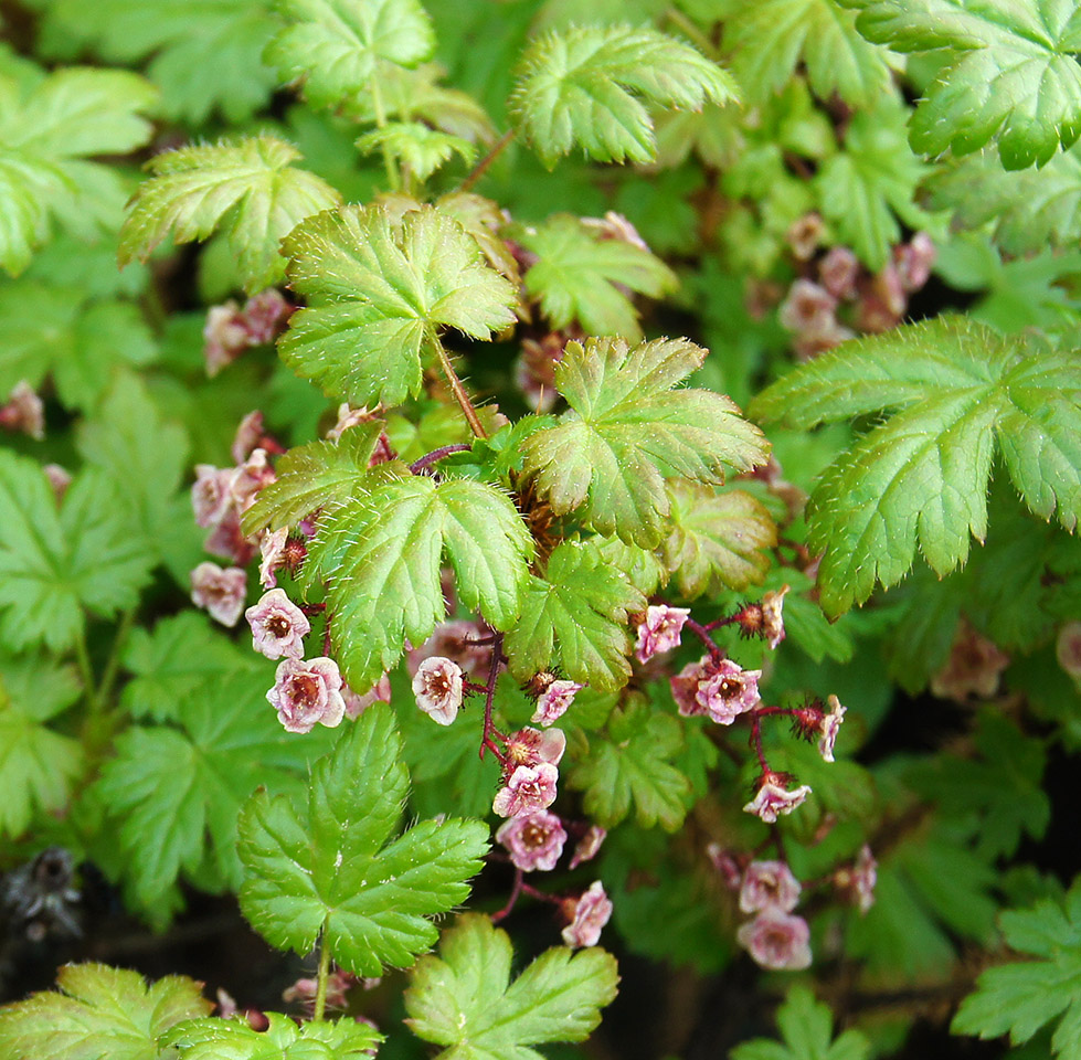 Image of Ribes horridum specimen.