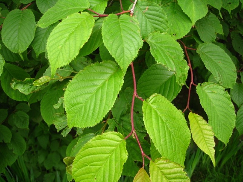 Image of Cerasus sachalinensis specimen.