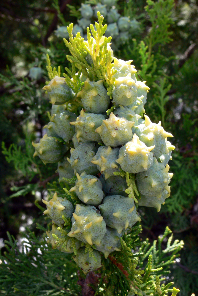 Изображение особи Platycladus orientalis.