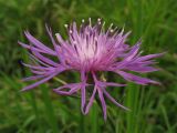 Centaurea pannonica