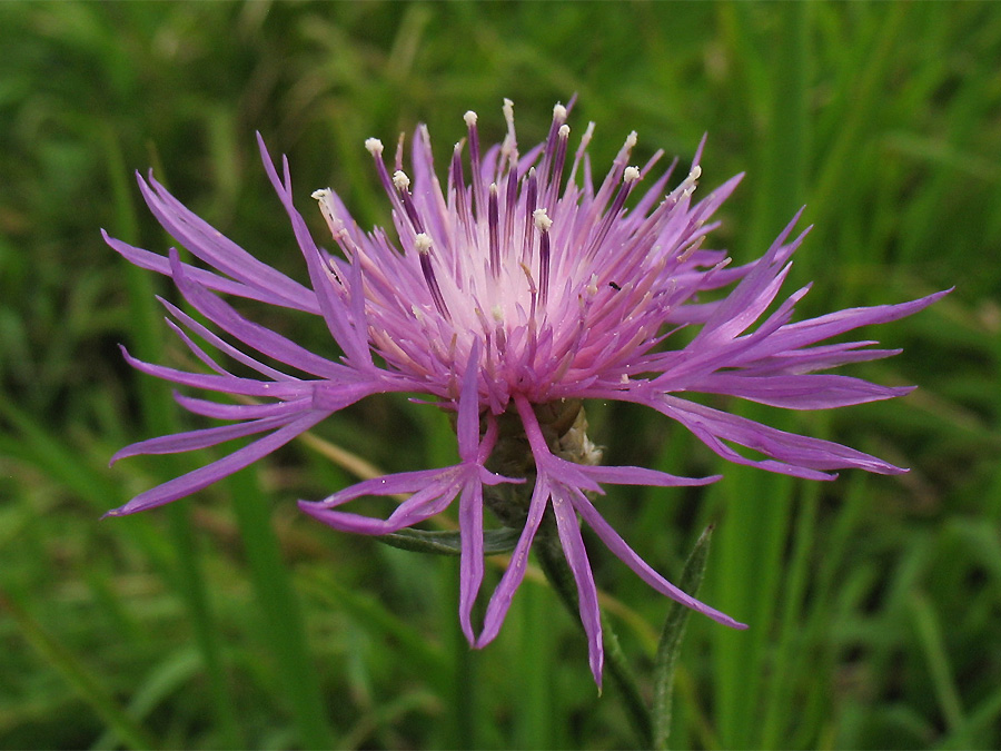 Image of Centaurea pannonica specimen.