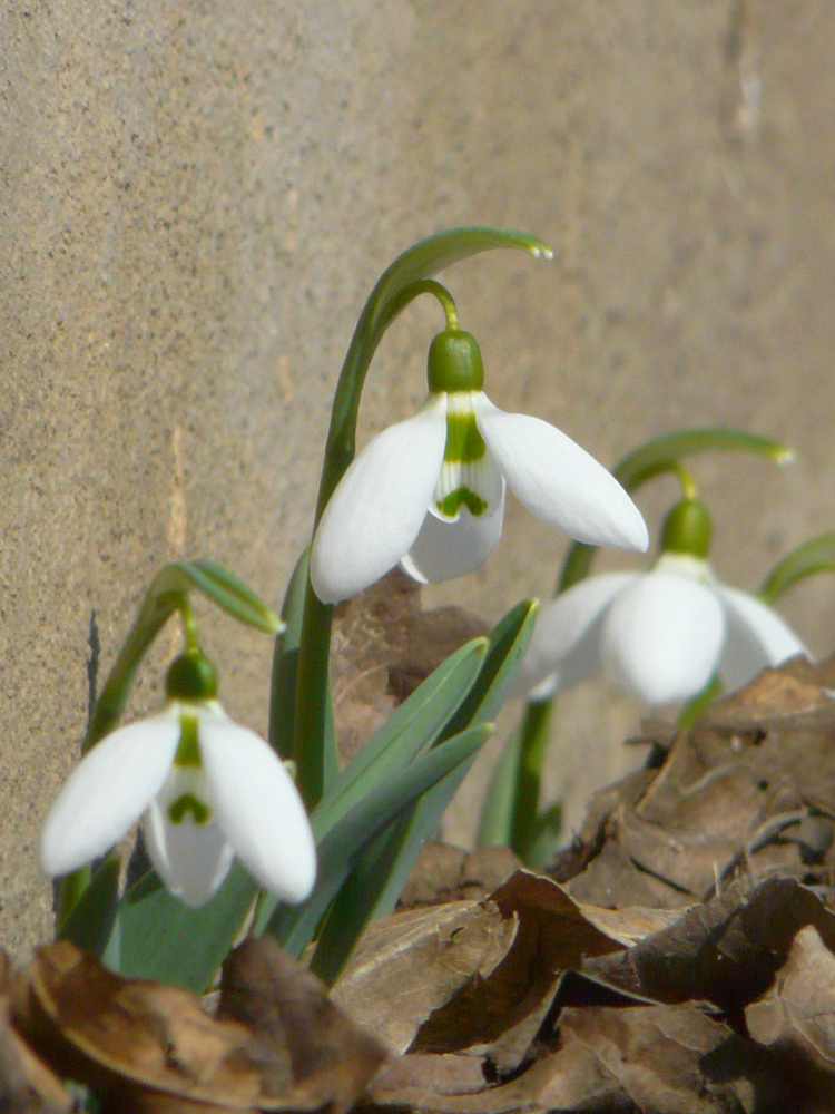 Изображение особи Galanthus graecus.