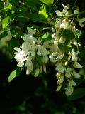 Robinia pseudoacacia. Соцветия. Ярославская обл., Переславль-Залесский, национальный парк «Плещеево озеро», дендросад. 16.06.2009.