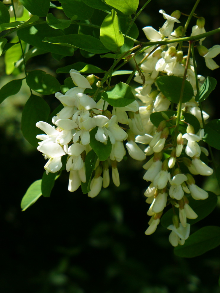 Изображение особи Robinia pseudoacacia.