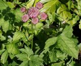 Astrantia major