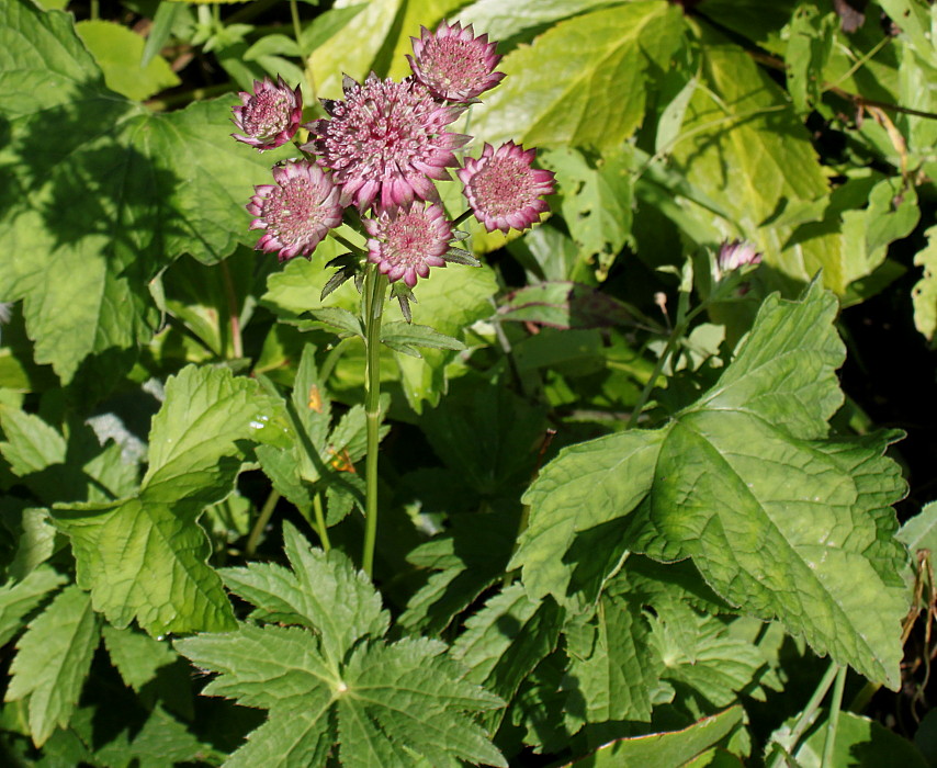 Изображение особи Astrantia major.