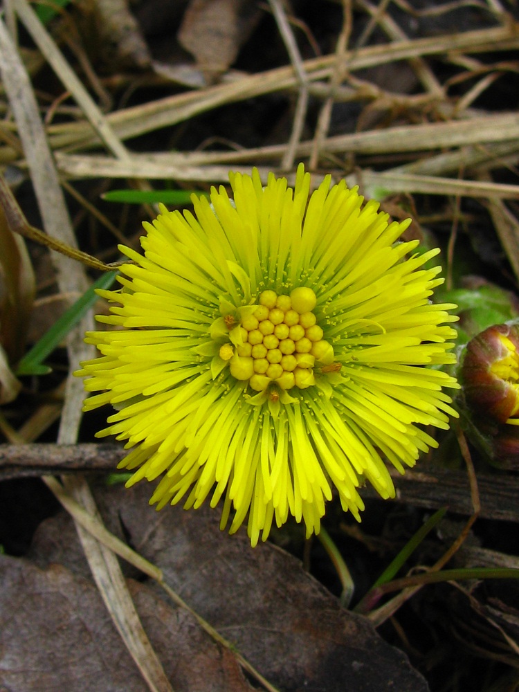 Изображение особи Tussilago farfara.