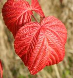 Rubus idaeus