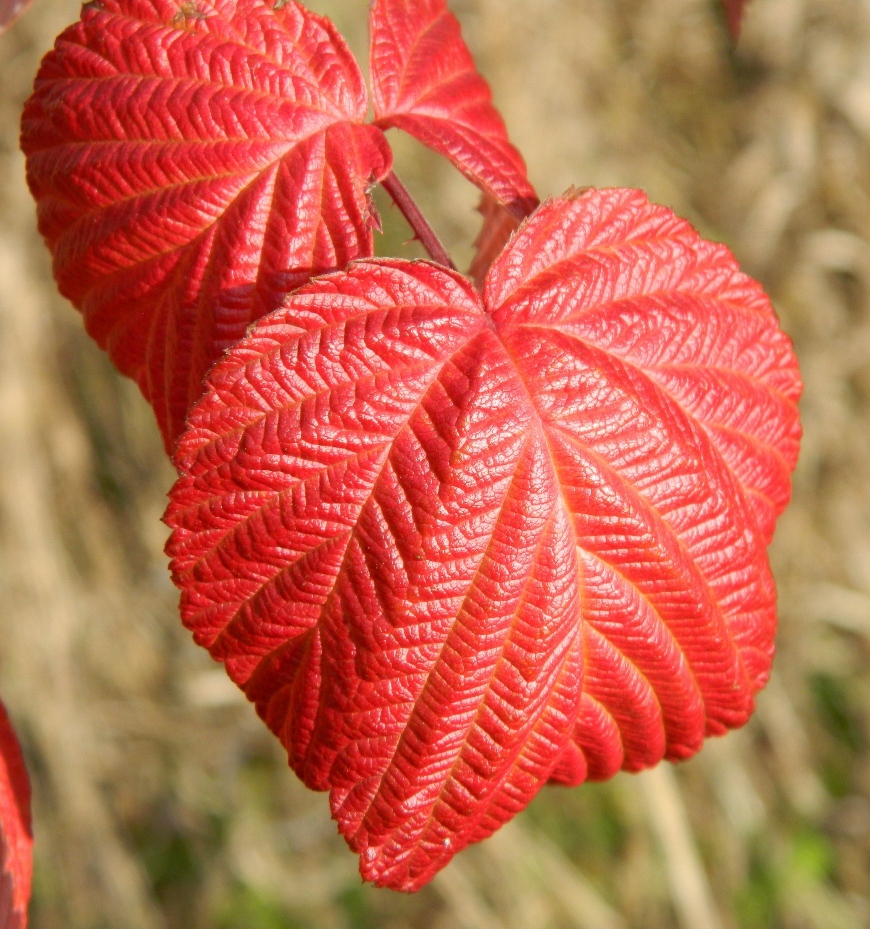 Image of Rubus idaeus specimen.