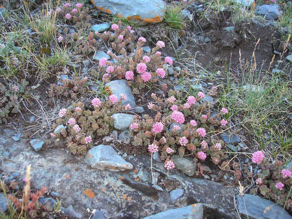 Изображение особи Hylotelephium ewersii.