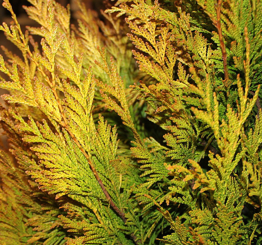 Image of Thuja occidentalis specimen.