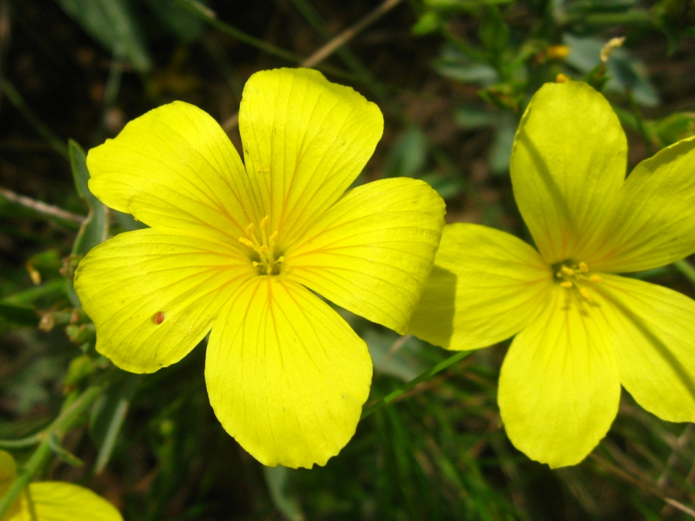 Image of Linum czernjajevii specimen.