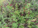 Nitraria sibirica